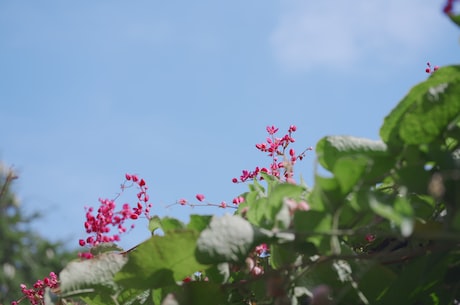 石器时代起源 以种植粟和黍两种小米为特点