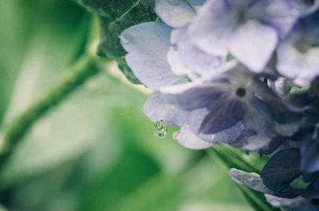 铁树开花：一个极为珍贵的天然珍品