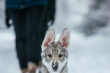 雪狼狗(了解雪狼狗，做一个负责任的宠物主人)