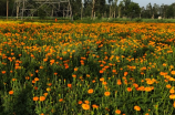 4月1日什么节(4月1日是愚人节)