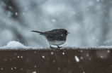 初雪歌词(初雪歌词：深情而浪漫的爱情故事)