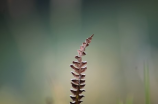 胎芽是什么？胎芽的形成与发育过程