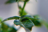 qq农场薰衣草(种植薰衣草，让你的QQ农场焕发出不一样的自然美)